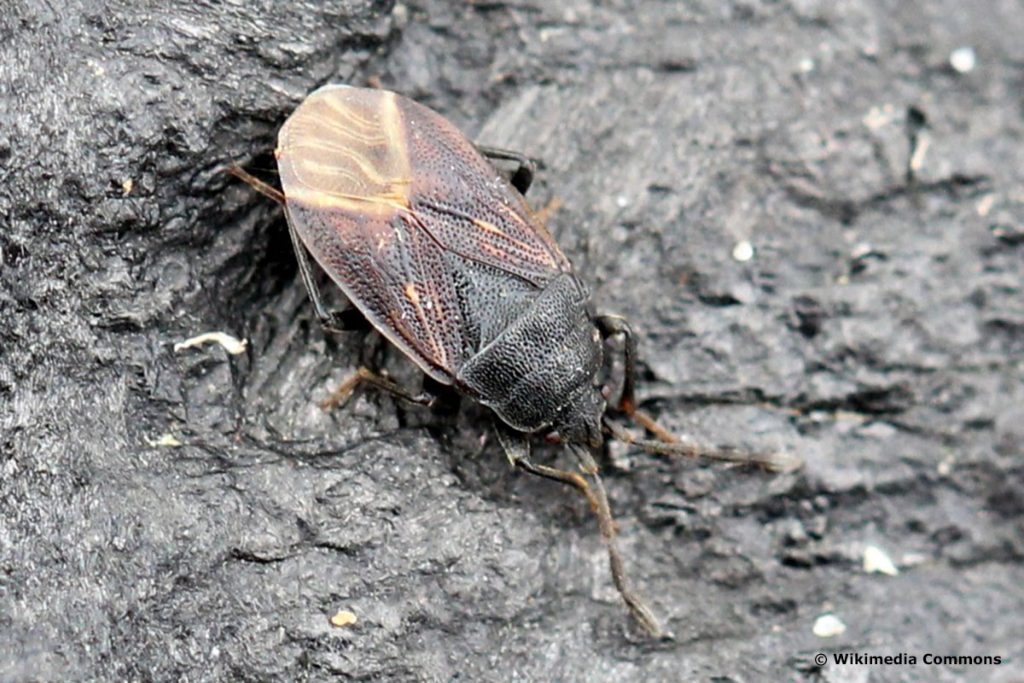 Wald-Bodenwanze (Drymus sylvaticus), Kakerlaken ähnliche Käfer