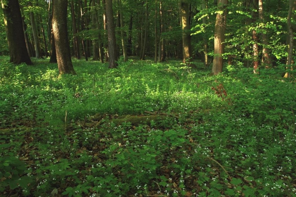 Waldmeister Verbreitung im Wald