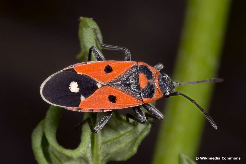 Weißpunkt-Bodenwanze (Melanocoryphus albomaculatus), roter Käfer mit schwarzen Punkten