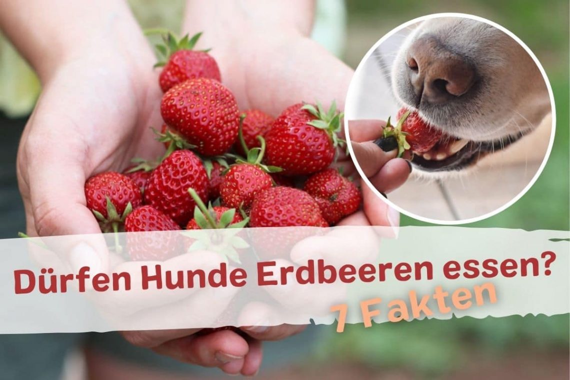 Titelbild dürfen Hunde Erdbeeren essen