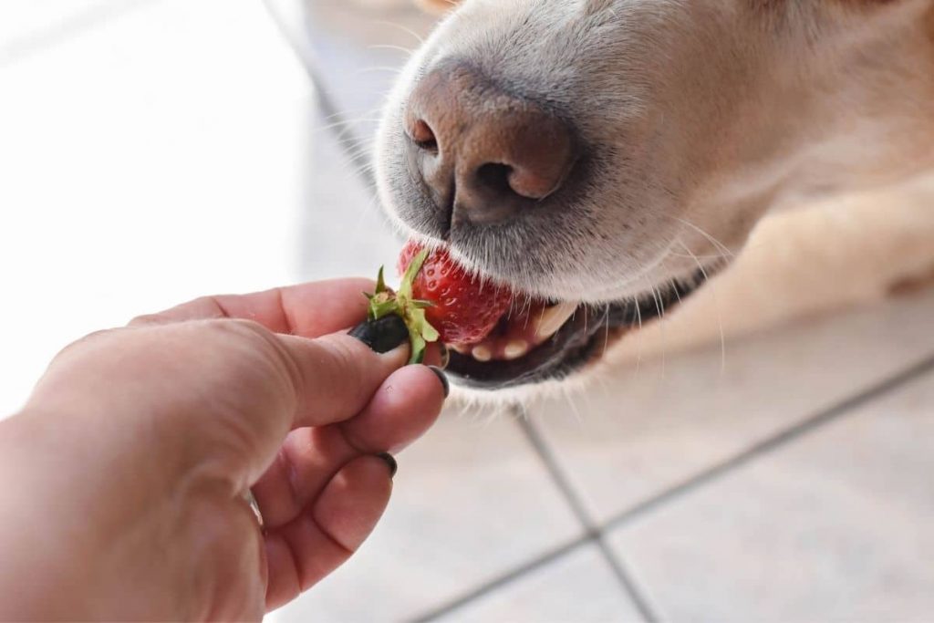 Bild: Hund isst Erdbeere