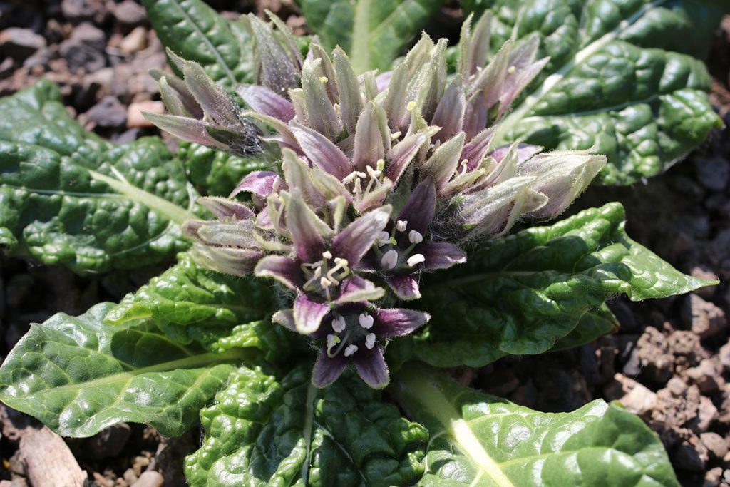 Gemeine Alraune (Mandragora officinarum), psychoaktive Pflanzen