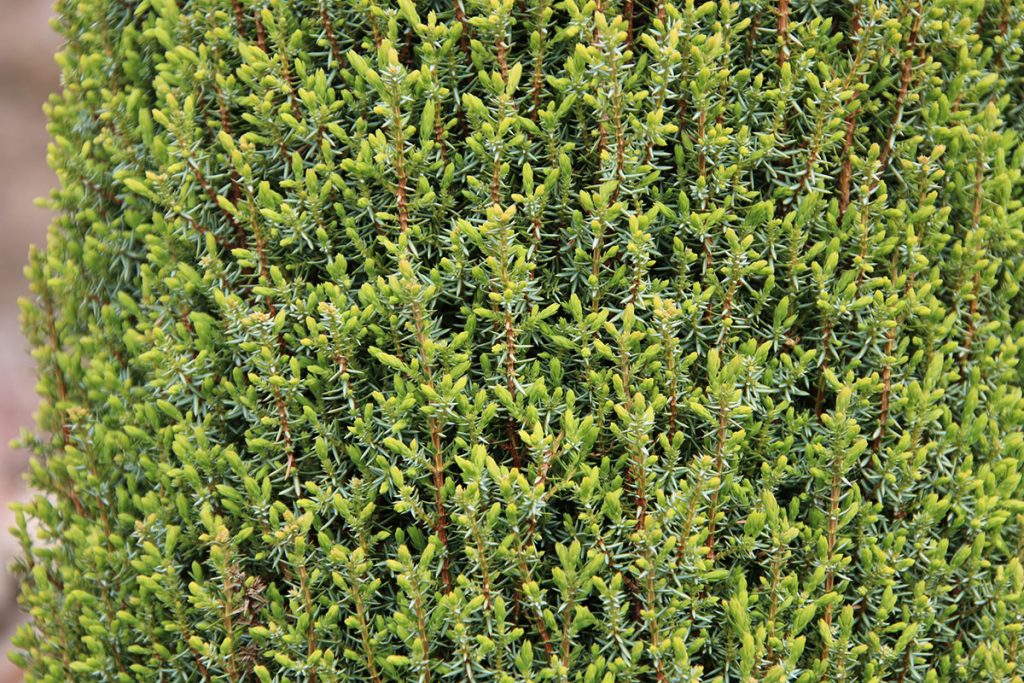 Gemeiner Wacholder (Juniperus communis), Pfahlwurzler