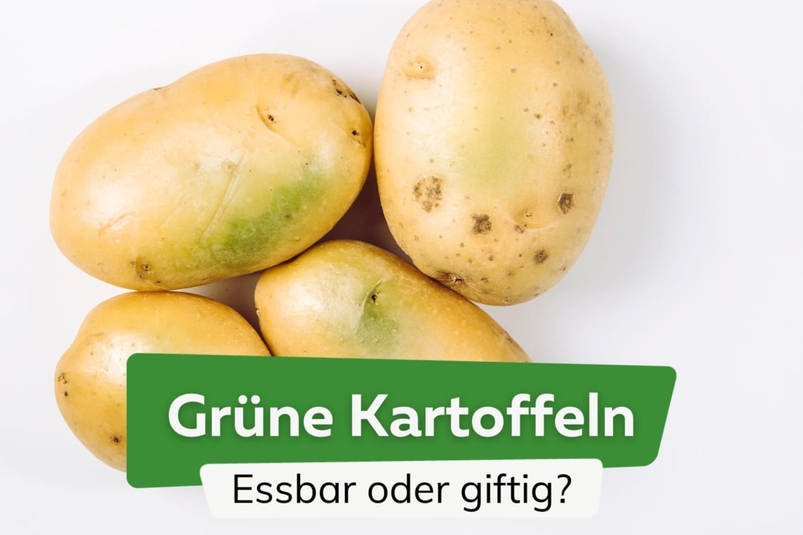 Grüne Kartoffeln essbar oder giftig