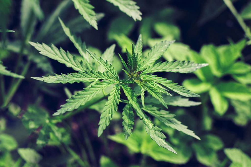 Hanf (Cannabis), psychoaktive Pflanzen