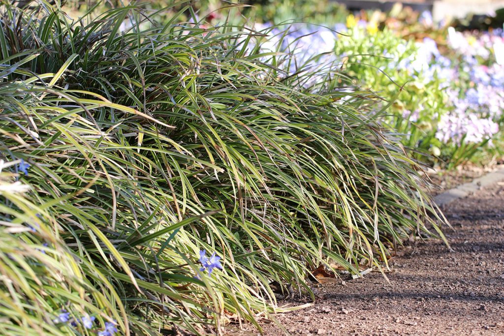 Japan-Segge, Carex morrowii, Moorbeetpflanzen