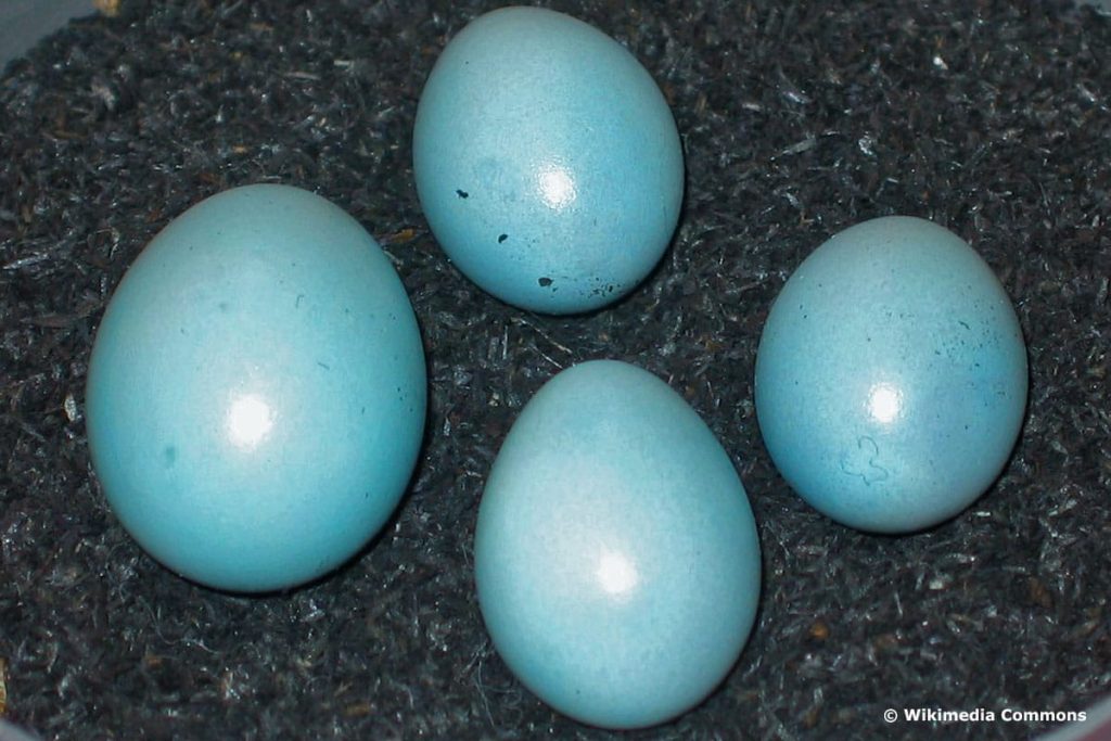 Kuckuck Eier vom Gartenrotschwanz