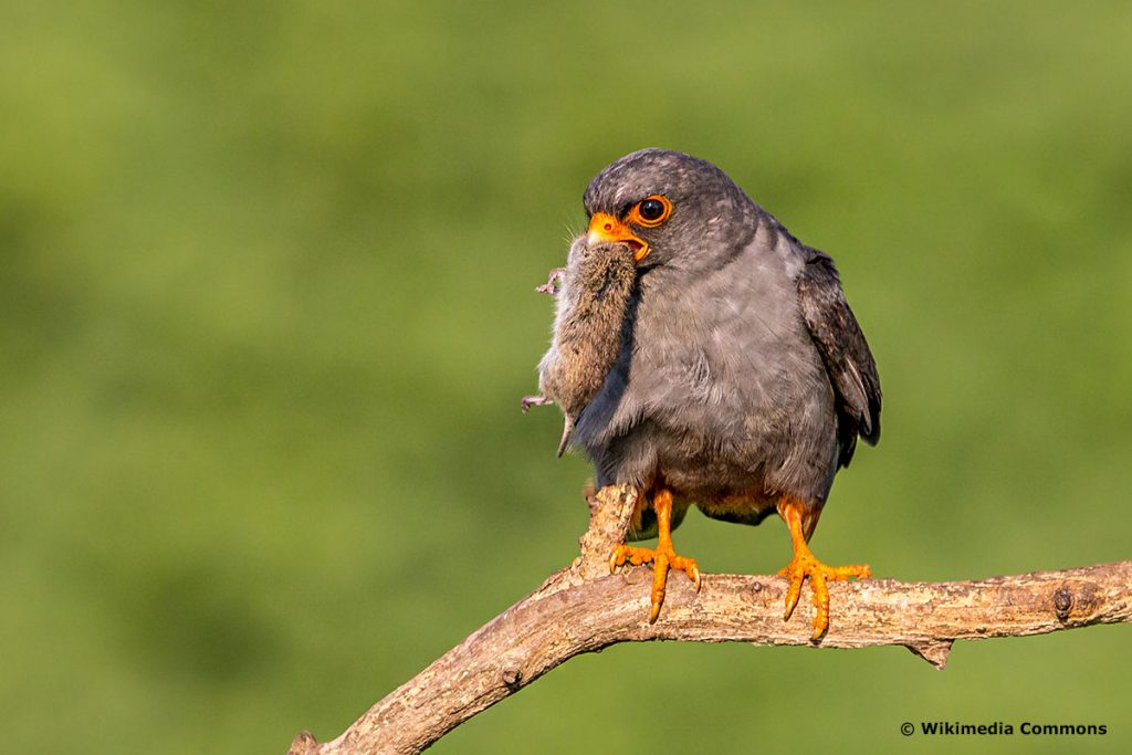 Rotfußfalke (Falco Vespertinus), Falken