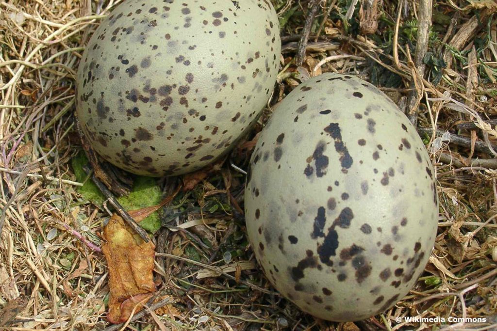 Eier der Silbermöwe