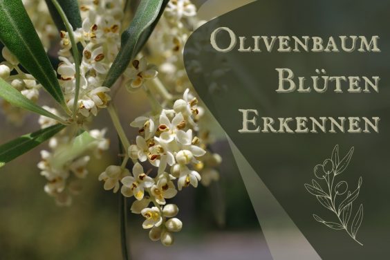 Olivenbaum Blüten erkennen - Titel