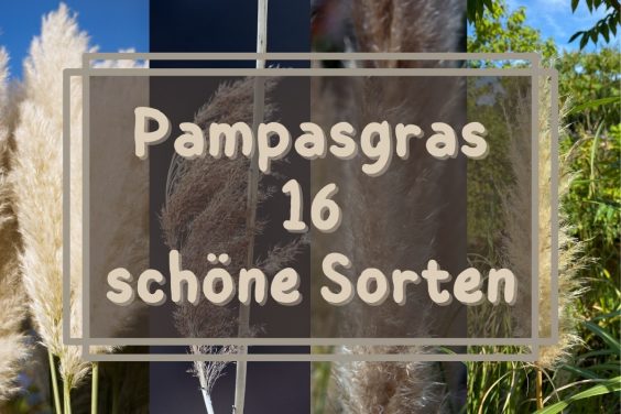 Pampasgras Sorten - Titel