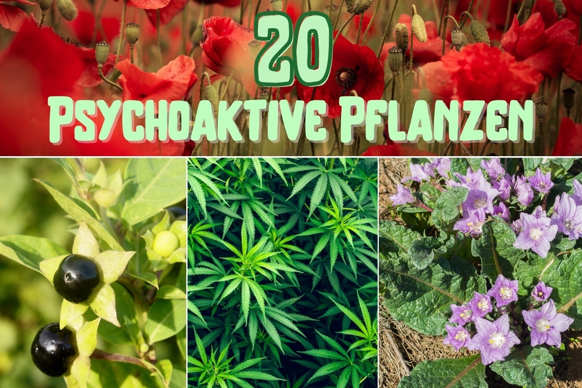 Psychoaktive Pflanzen - Titel