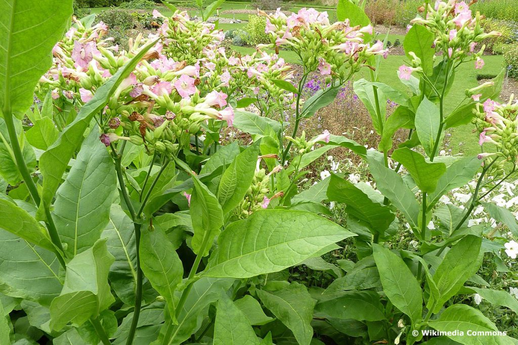 Virginia Tabak (Nicotiana tabacum), psychoaktive Pflanzen