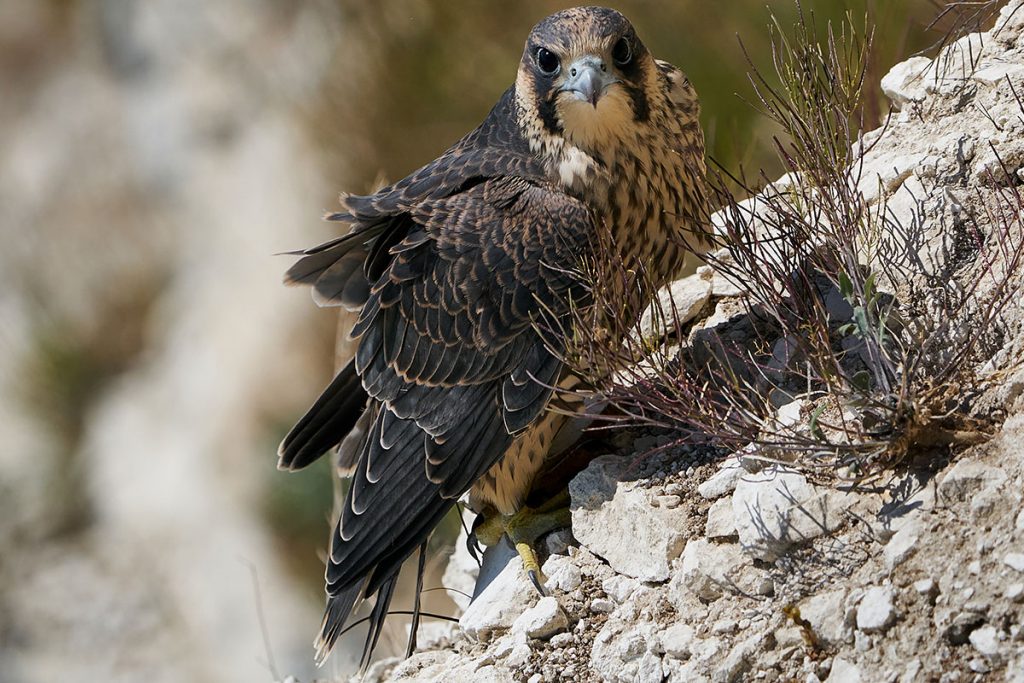 Wanderfalke (Falco peregrinus), heimische Greifvögel
