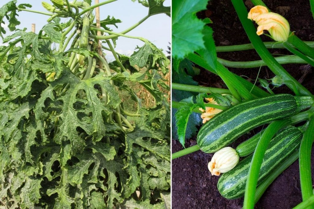 Zucchini können mithilfe von Rankhilfe platzsparend angebaut werden