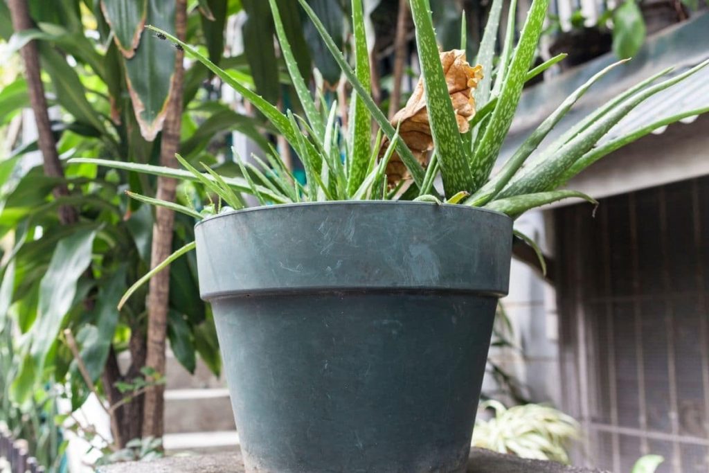Aloe vera im Topf an der frischen Luft