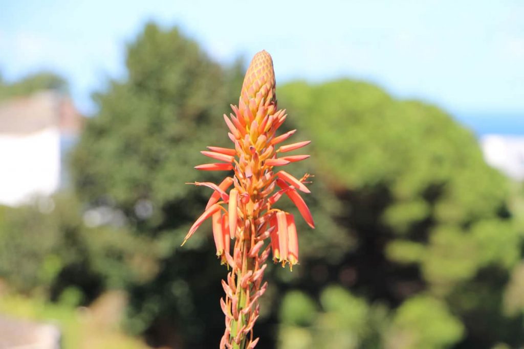 Blüte der Aloe vera