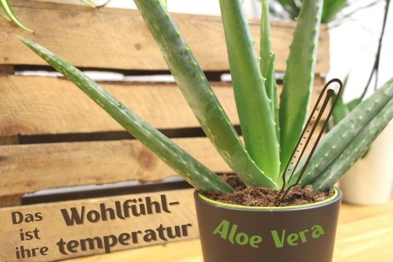 Aloe vera - Bei diesen Temperaturen fühlt sie sich wohl