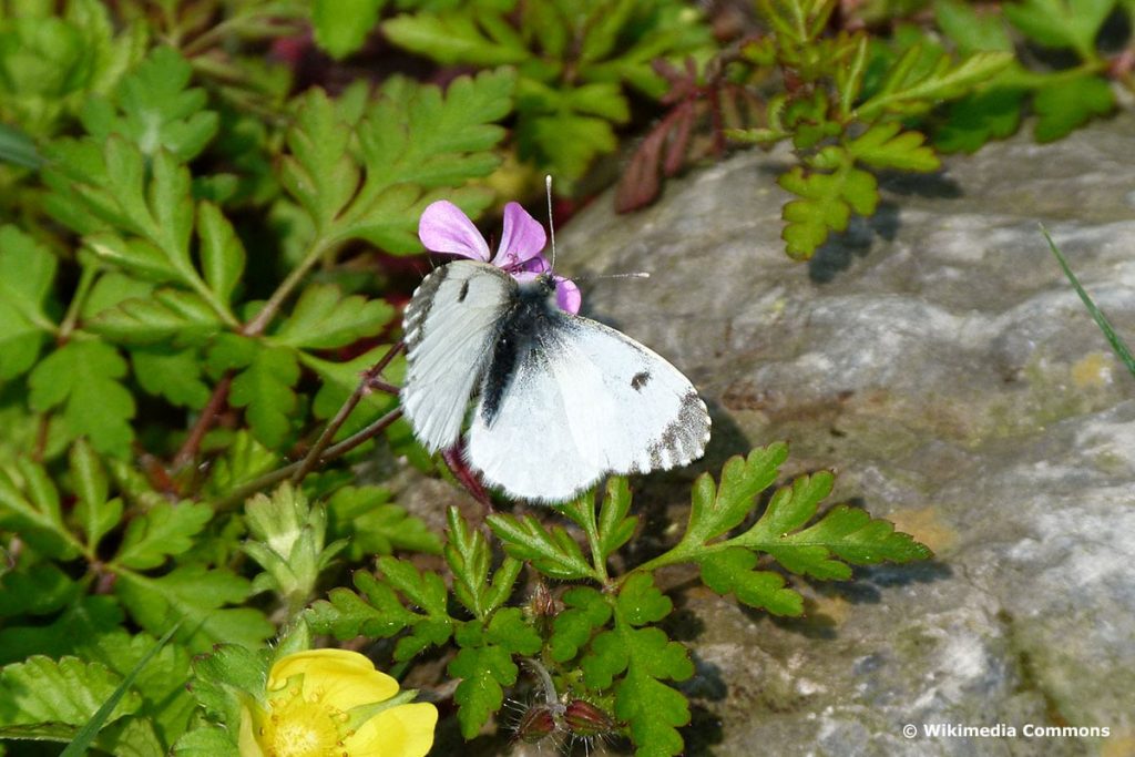 Aurorafalter (Anthocharis cardamines), weißer Schmetterling
