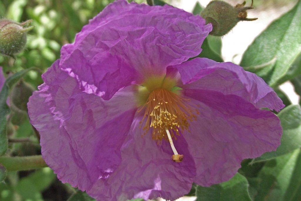 Beinwellblättrige Zistrose (Cistus symphytifolius), Sträucher rosa Blüten