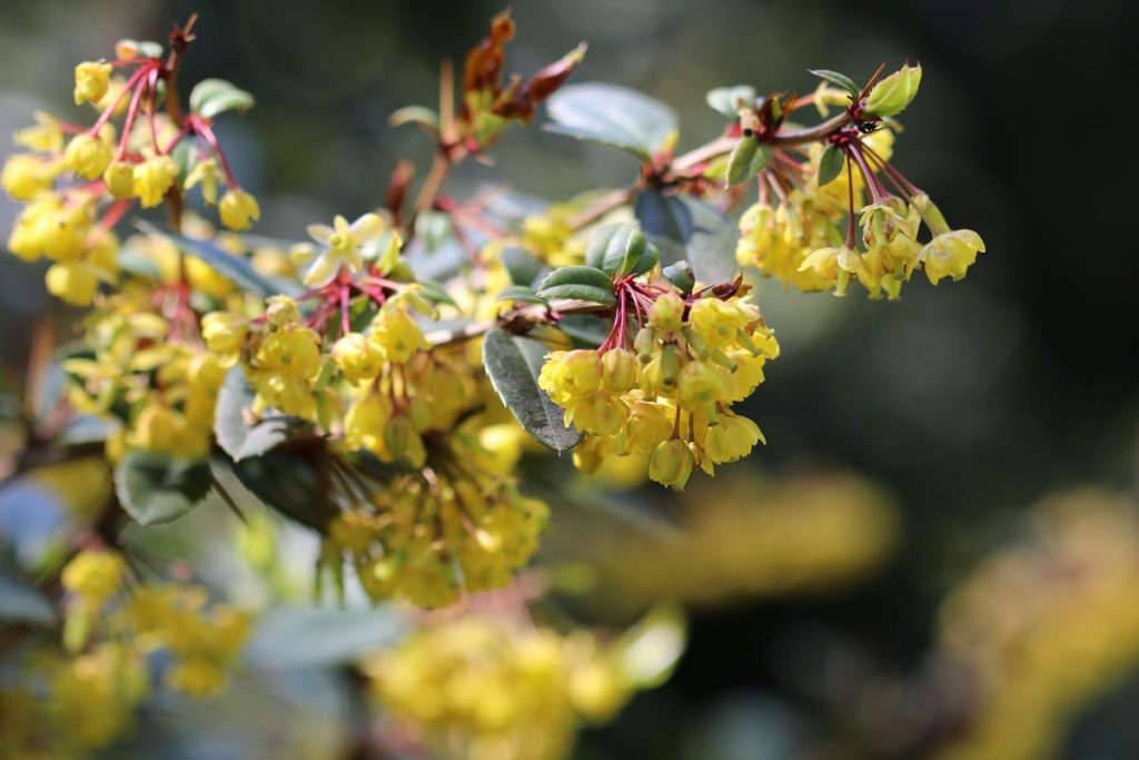 Sträucher mit gelben Blüten - Berberitze