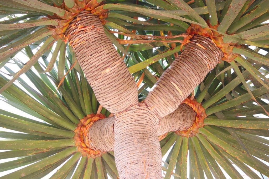 Dracaena draco - Kanarischer Drachenbaum
