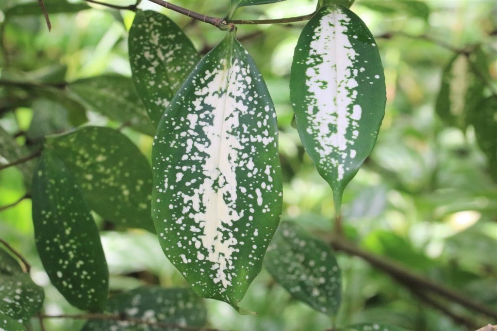 Dracaena surculosa - Weißgefleckter Drachenbaum