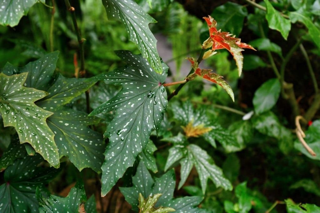 Eisenhutblättrige Begonie (Begonia aconitifolia)