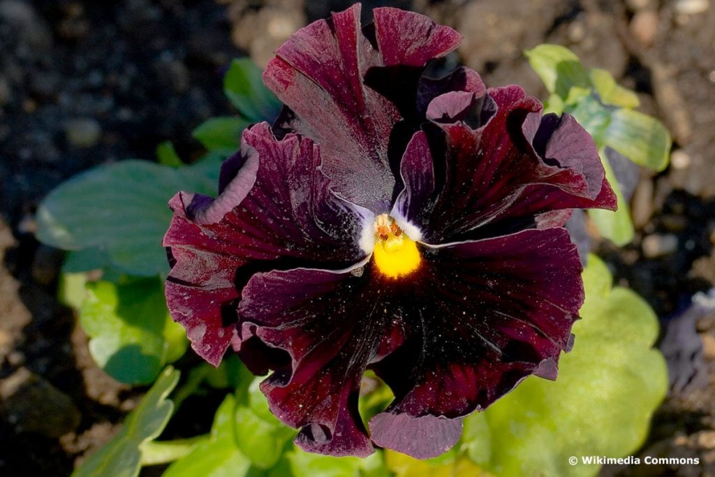 Garten-Stiefmütterchen "Black Star" (Viola x wittrockiana "Black Star")
