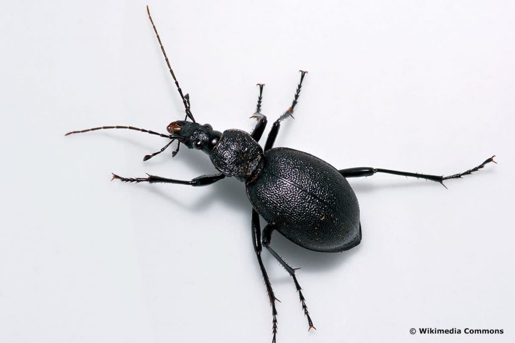 Gewöhnlicher Schaufelläufer (Cychrus caraboides), schwarzer Käfer