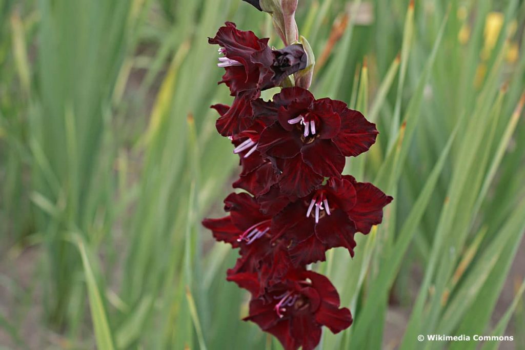Gladiole "Black Star" (Gladiolus "Black Star"), schwarze Blumen