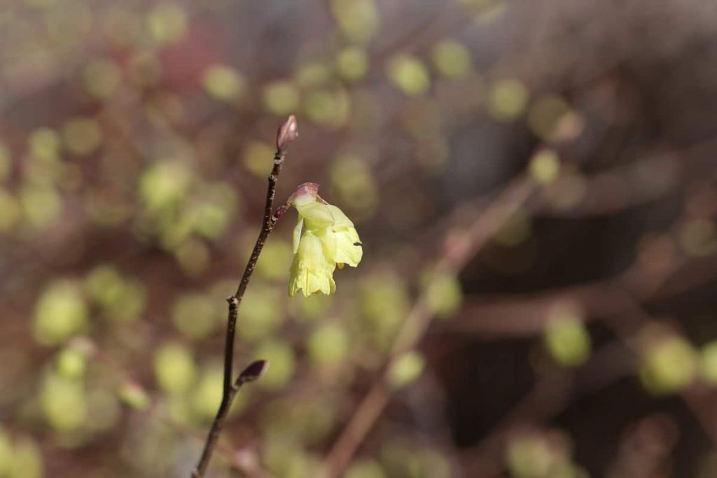 Strauch mit gelben Blüten - Glockenhasel