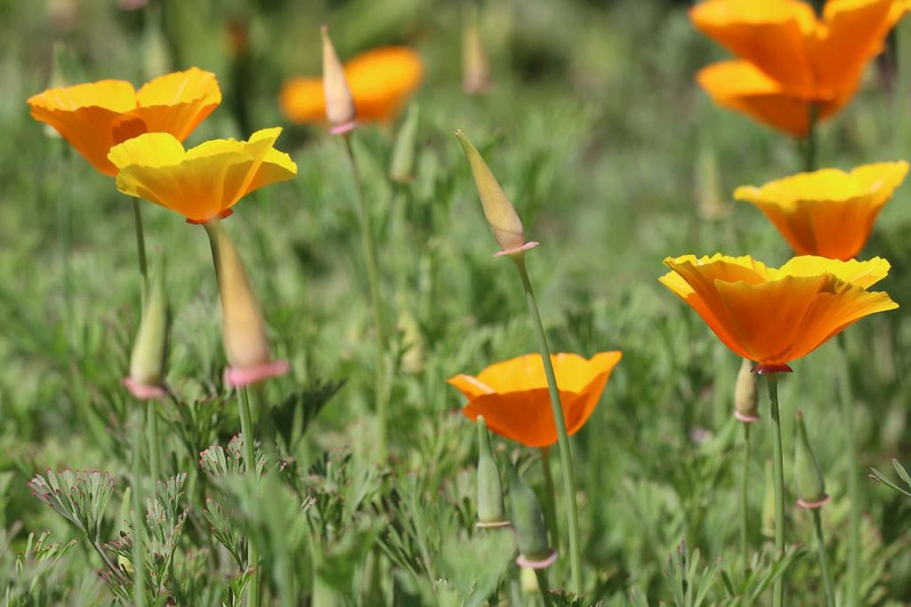 Goldmohn (Eschscholzia californica), Sommerblumen