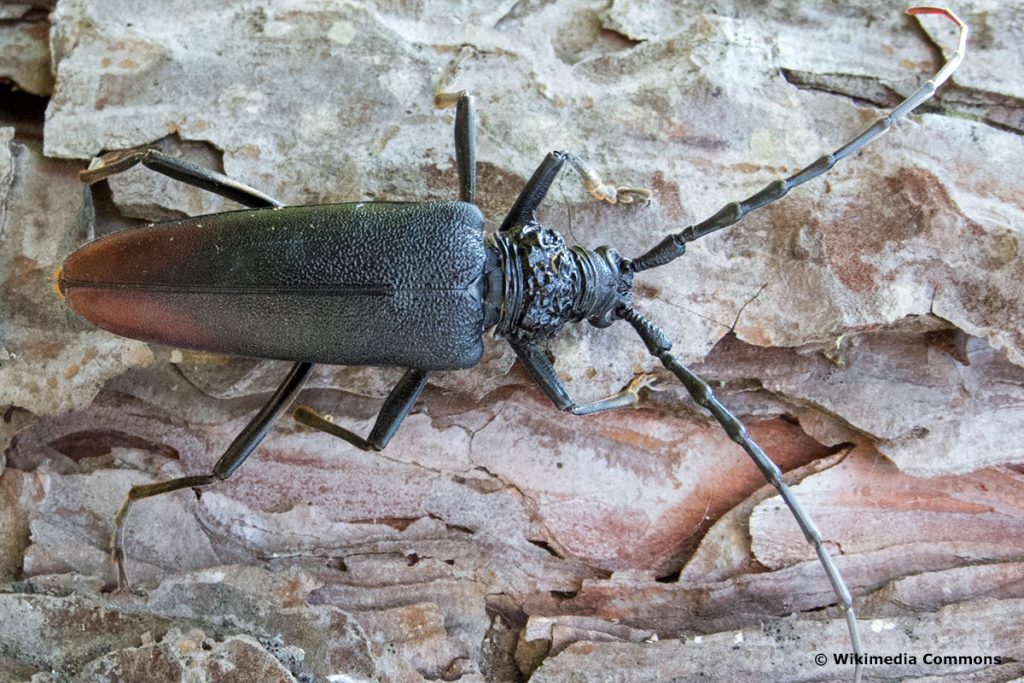 Großer Eichenbock (Cerambyx cerdo), schwarze Käfer