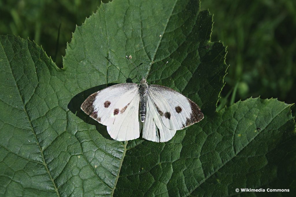 Großer Kohlweißling (Pieris brassicae), weißer Schmetterling