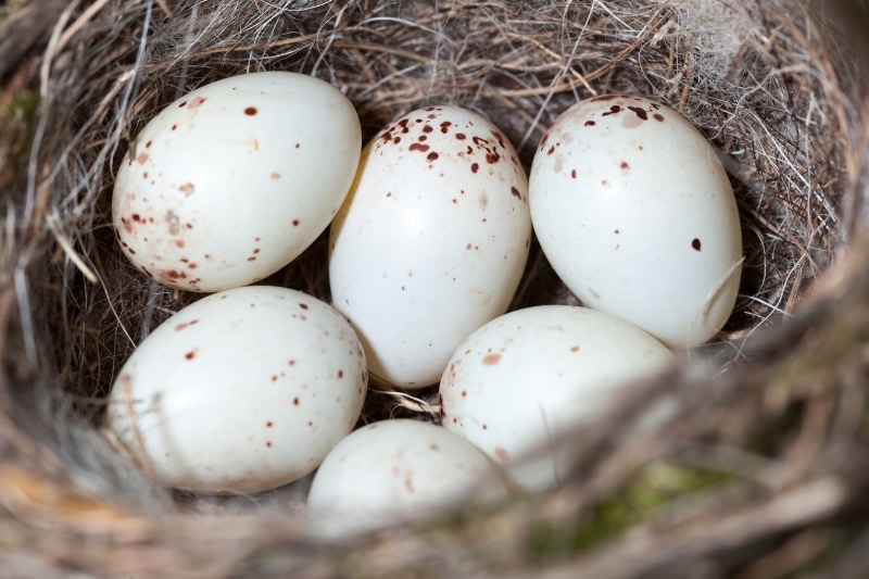 Eier des Grünfinks im Nest