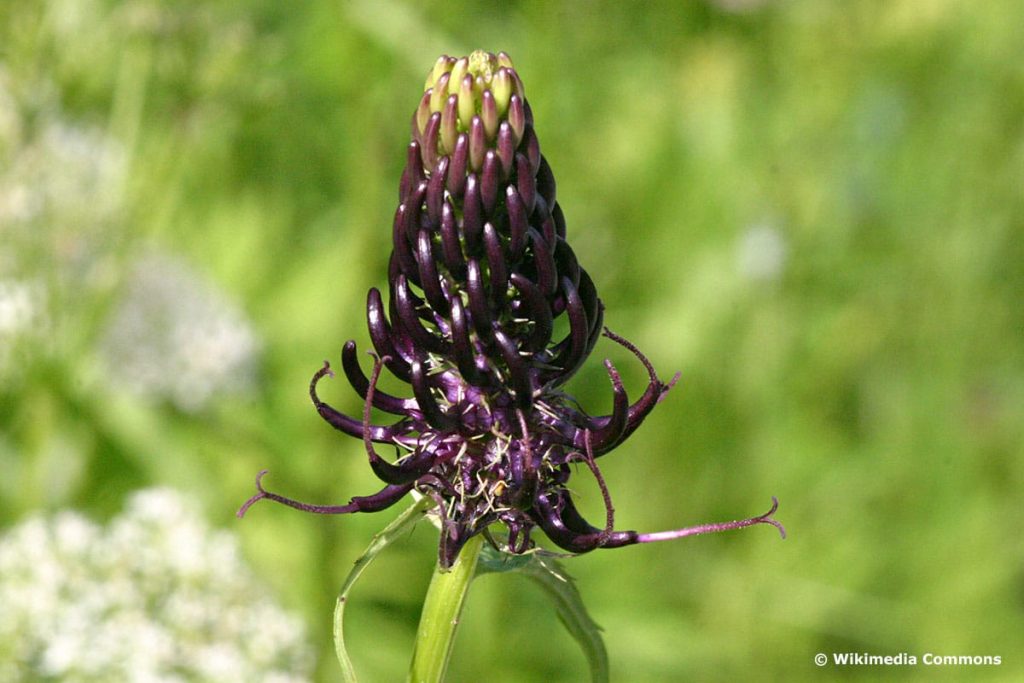 Hallers Teufelskralle (Phyteuma ovatum), schwarze Blumen