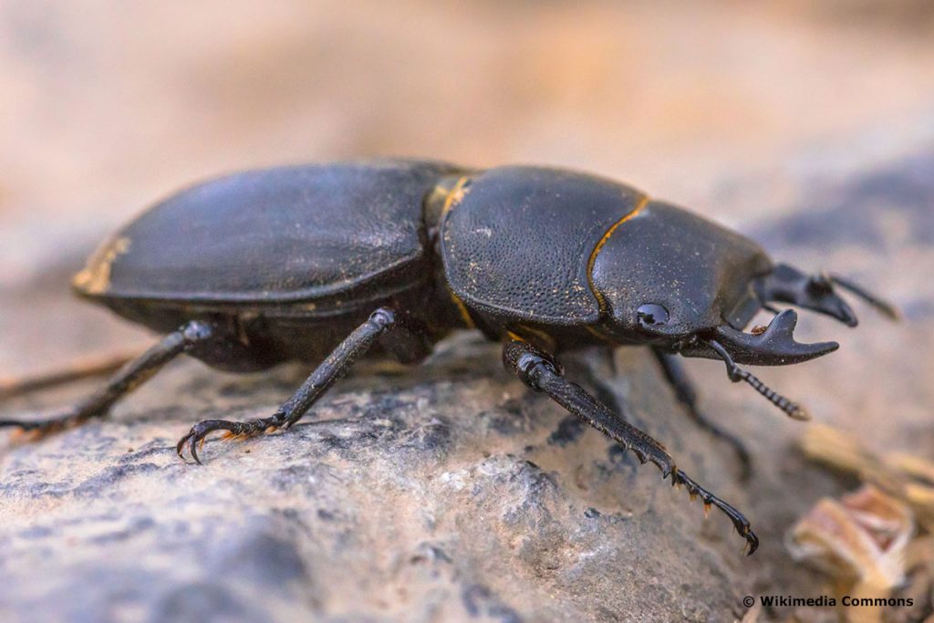 Hirschkäfer (Lucanus cervus), großer schwarzer Käfer
