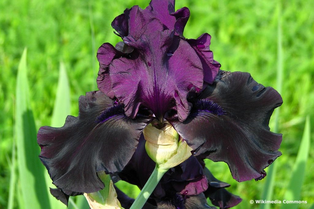 Hohe Bart-Iris (Hohe Bartschwertlilie, wiss. Bezeichnung Iris-Barbata-Elatior)