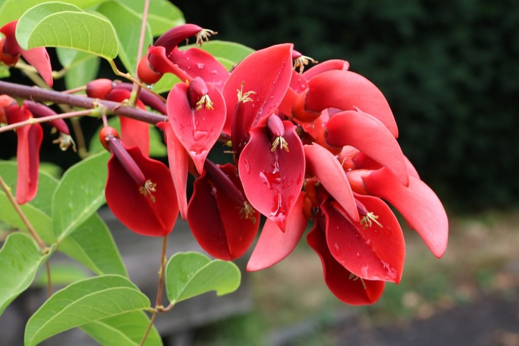Sträucher mit roten Blüten - Korallenbaum