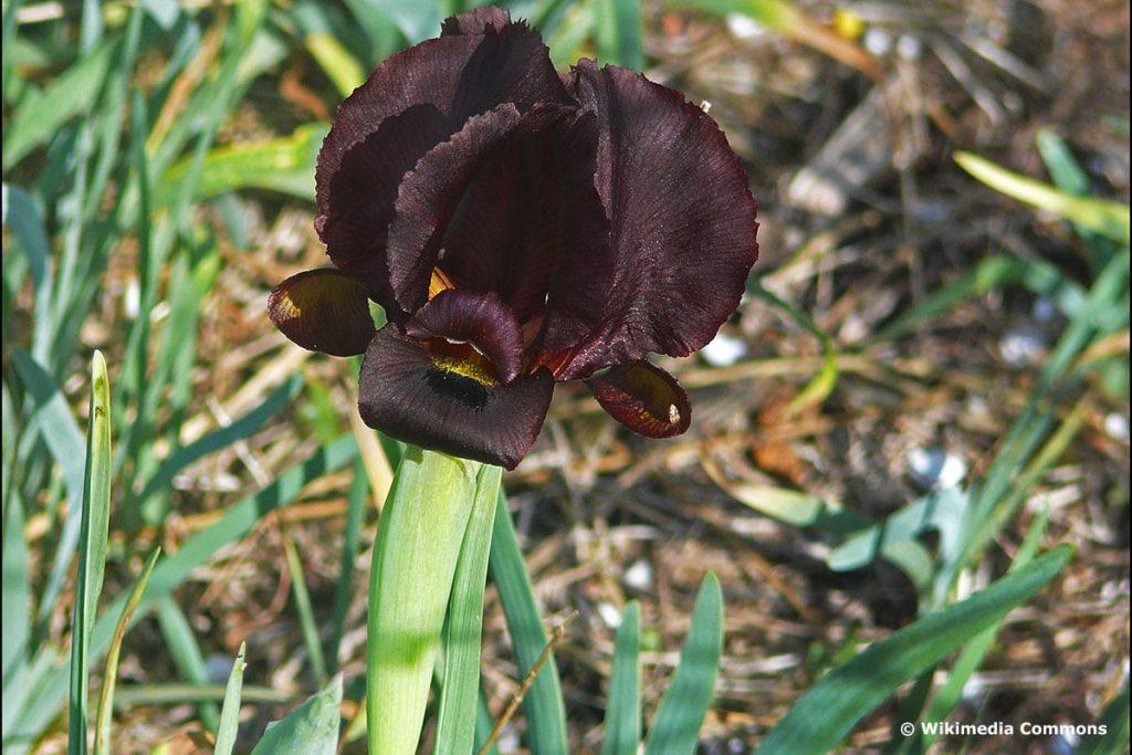 Küsteniris (Iris atropurpurea)