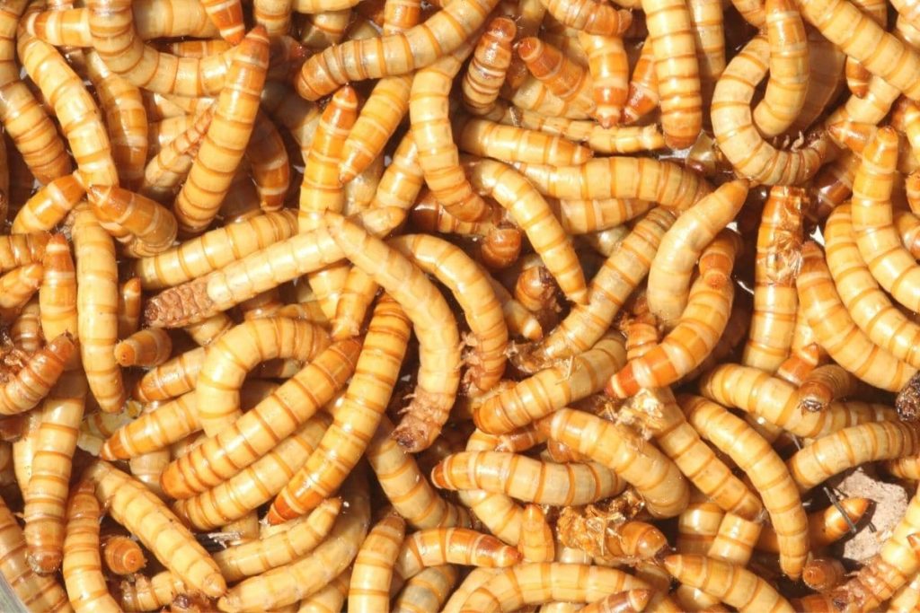 Würmer braune Tipps gegen