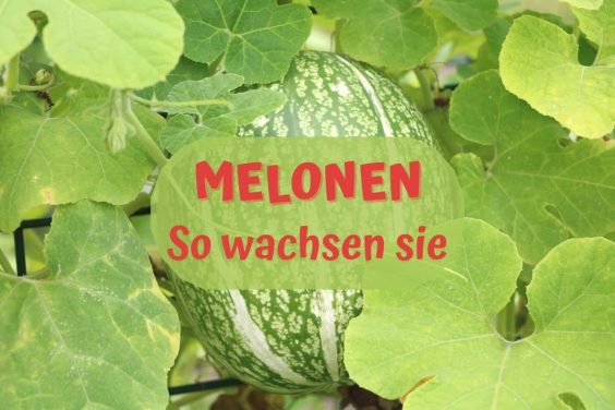 Wo und wie wachsen Melonen