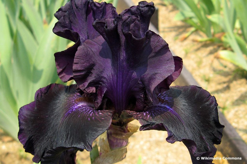 Mittelhohe Bart-Iris "Helen Proctor" (Iris-Barbata-Media-Hybride "Helen Proctor"), schwarze Blumen