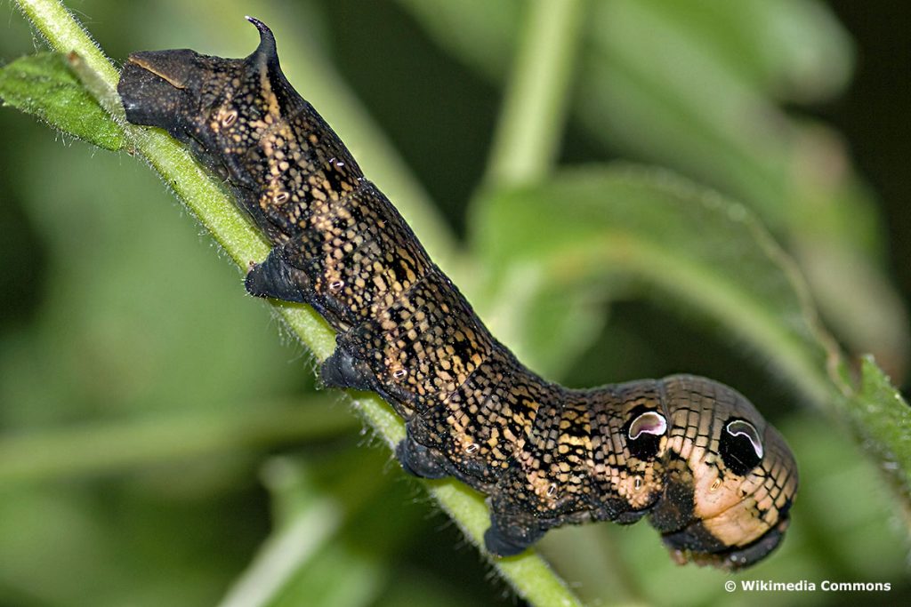 Mittlerer Weinschwärmer (Deilephila elpenor), Raupen mit Horn