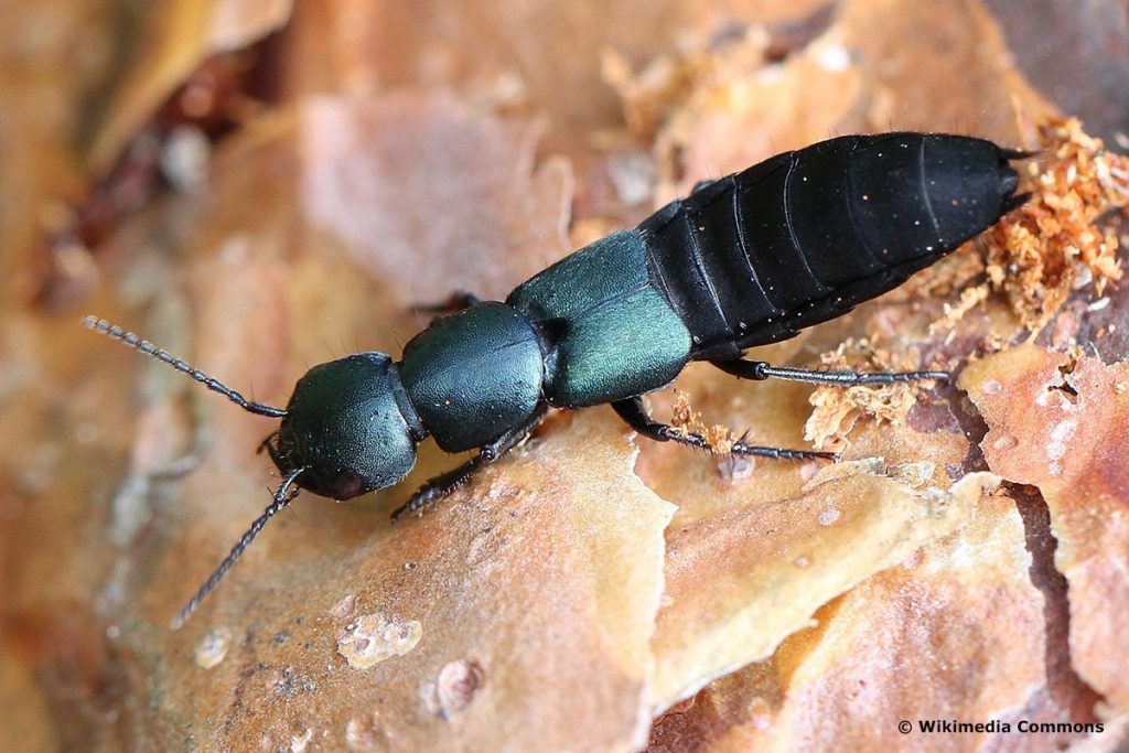 Ocypus ophthalmicus, großer schwarzer Käfer