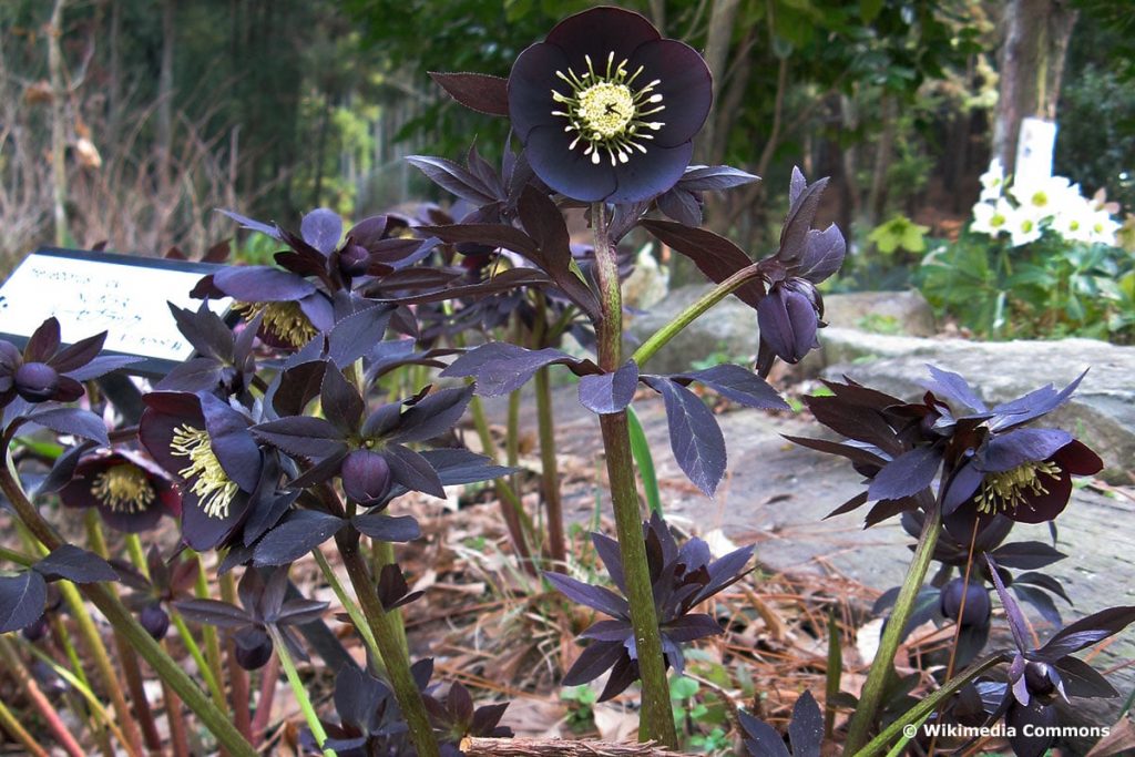 Orientalische Nieswurz "Ruse Black" (Helleborus orientalis "Ruse Black")