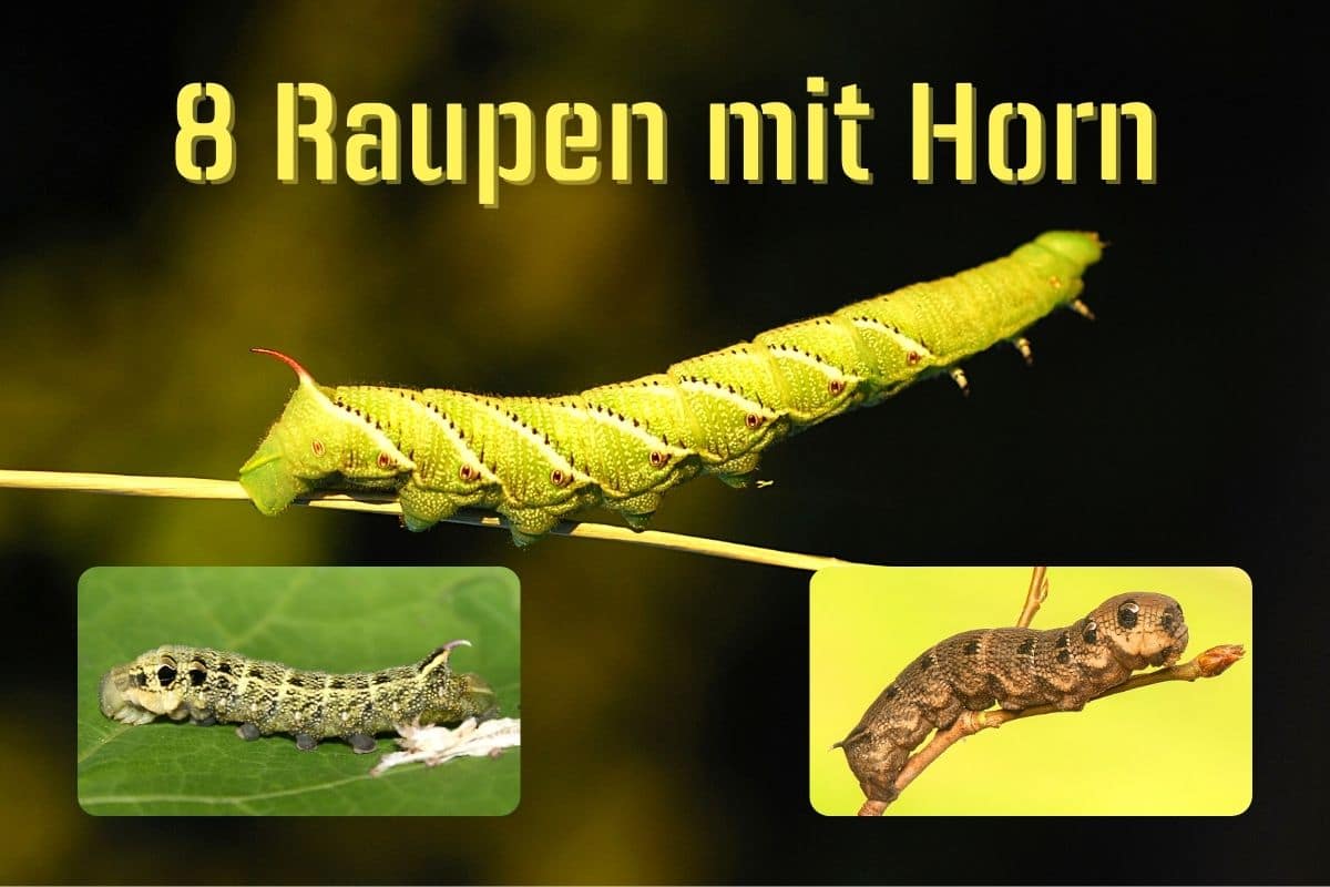 Raupe mit Horn
