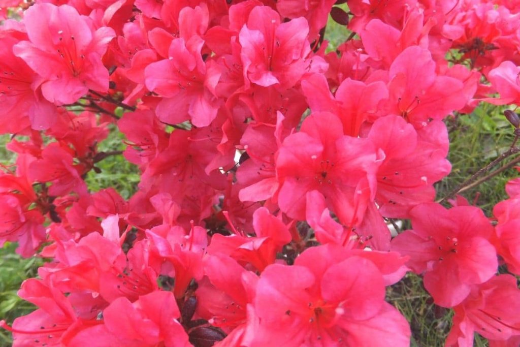 Sträucher mit roten Blüten - Rhododendron obtusum