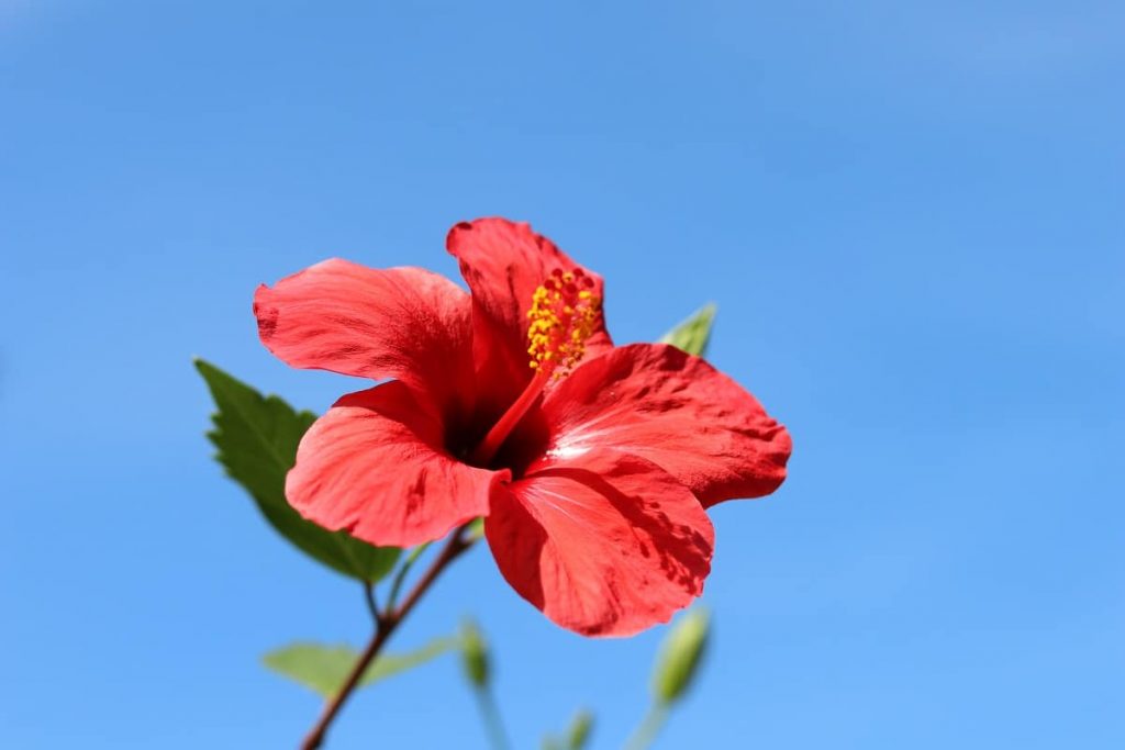 Roseneibisch - Hibiscus rosa-sinensis